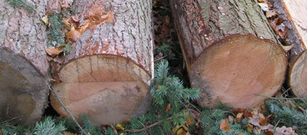 Kærligheden til det gode håndværk