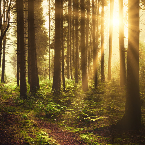 Brown Trees Forest Daytime